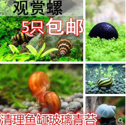 5只包邮淡水黑金刚观赏螺