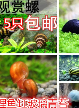 5只包邮淡水黑金刚观赏螺