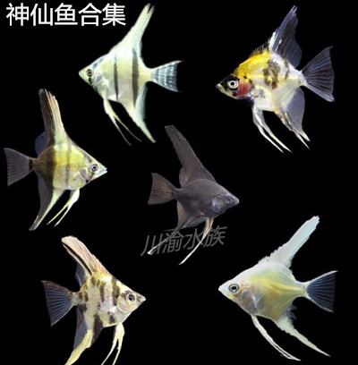 魔鬼鱼价格 多少钱