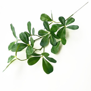 仿真绿植单支造景做树小短支叶子海桐叶杨梅叶 春花叶扦插树叶