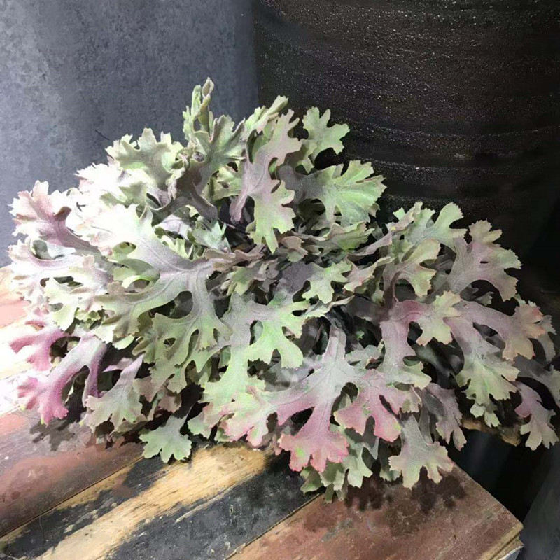 草把束鹿角蕨热带雨林绿植相框