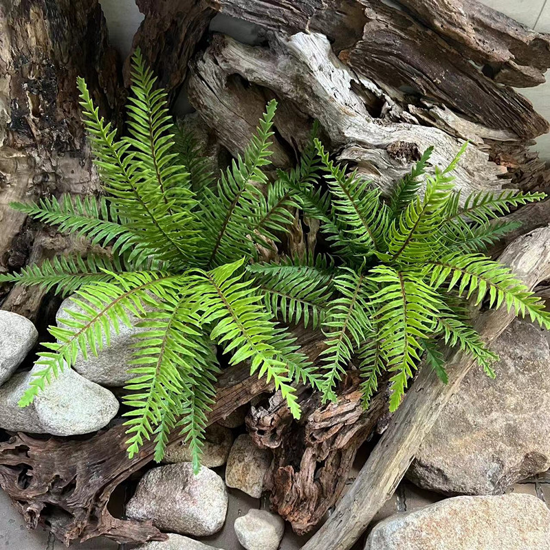 霸王蕨把束塑料软胶蕨类