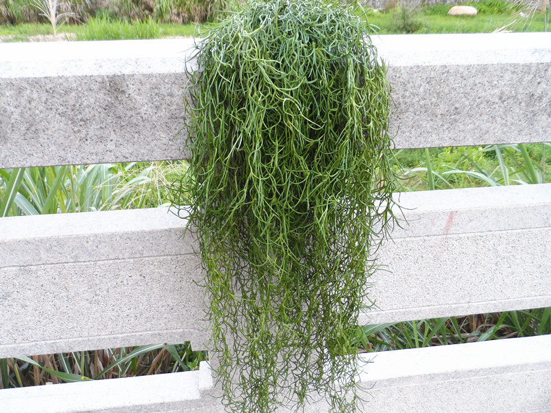 仿真塑料软胶绿植吊篮壁挂室内装饰空气草藤串藤藤条藤蔓垂吊藤
