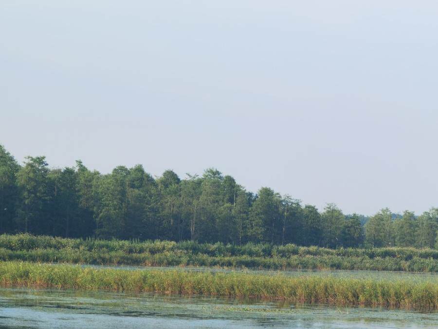 安徽省宿松县高岭乡汪岭村的900亩林地使用权及地上林木