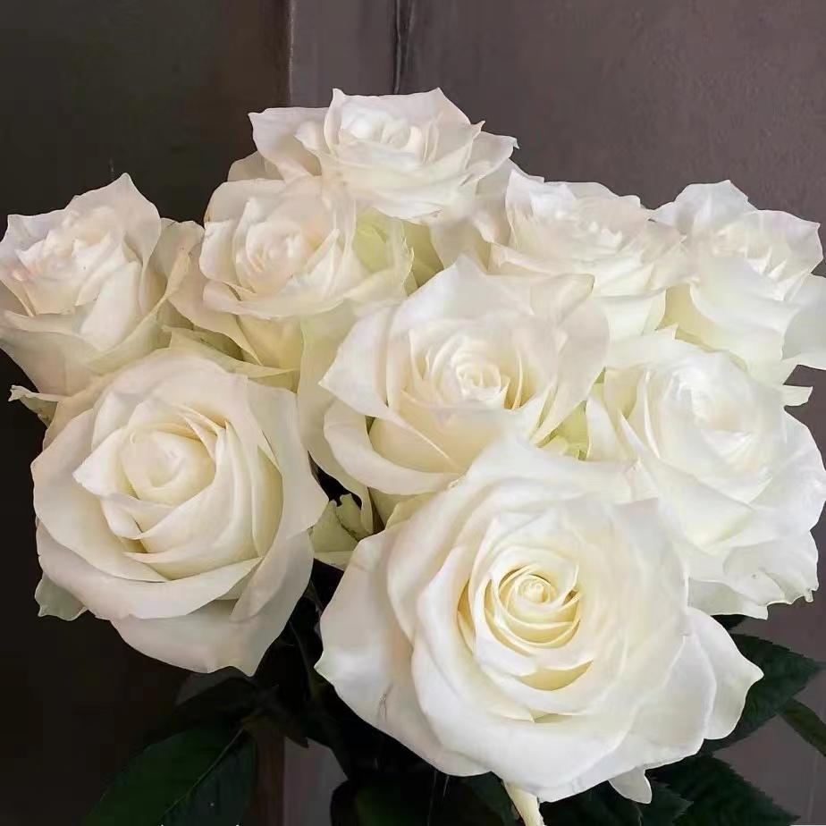 白玫瑰鲜花昆明斗南花市