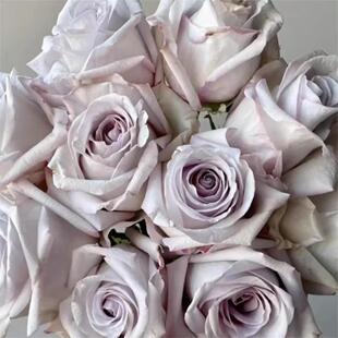 玫瑰半岛 新品月季赏金之路/紫色布蒂 大花切花多季开花