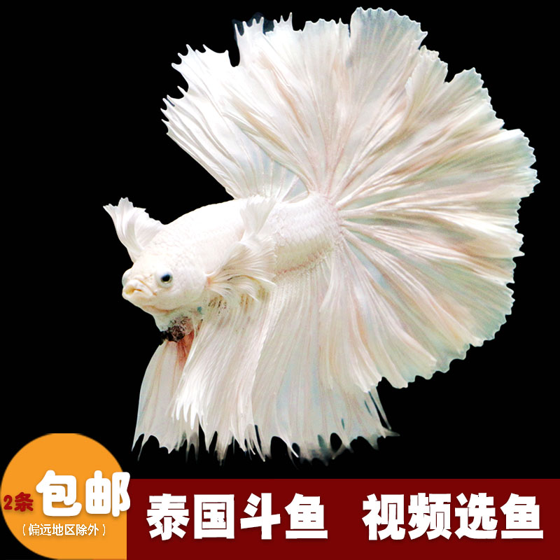 泰国斗鱼活体半月斗鱼小型淡水鱼热带鱼观赏鱼宠物鱼视频金鱼包邮