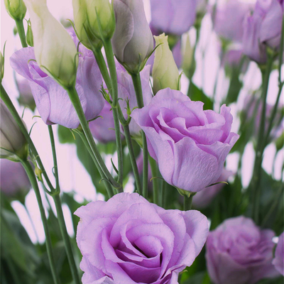 深山花奴洋桔梗盆栽阳台