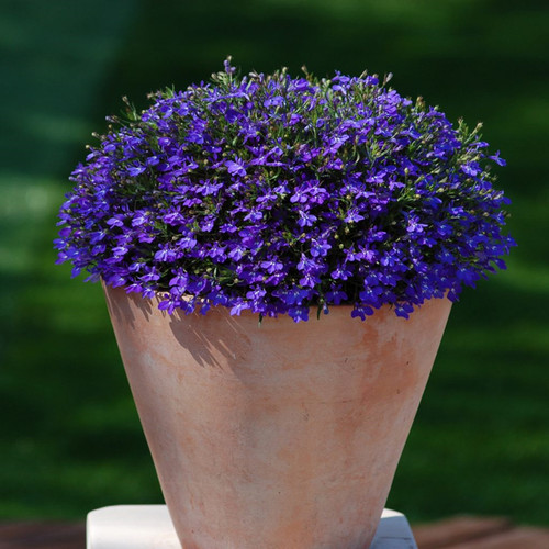 深山花奴六倍利小苗花卉阳台花园