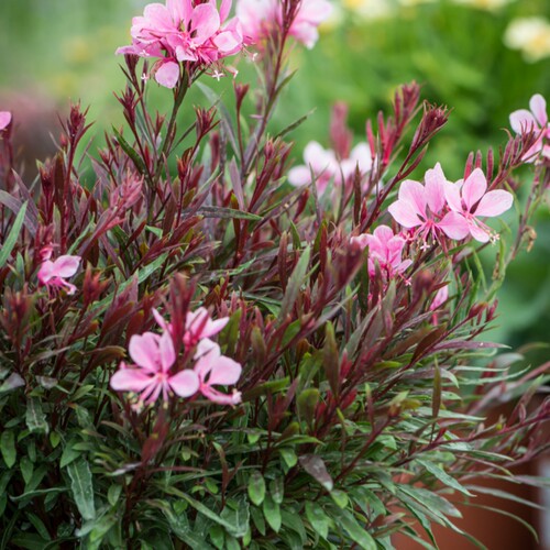 深山花奴山桃草耐热耐寒庭院花卉