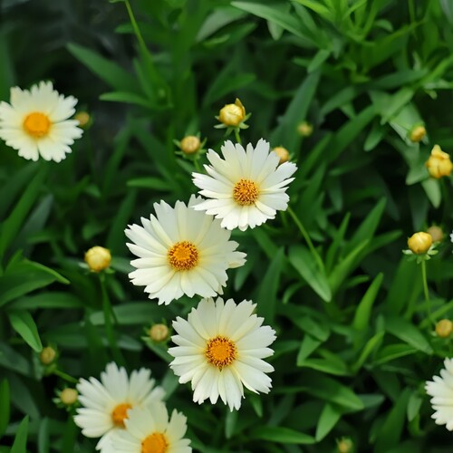 网红花卉金鸡菊小闹钟