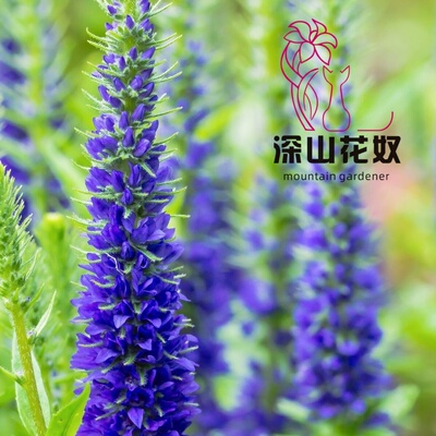 多年生花卉穗花婆婆纳