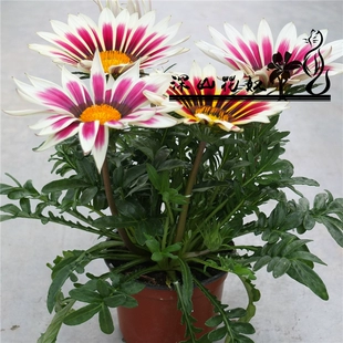 半年花期夏季 穴盘苗勋章菊穴盘小苗 庭院花卉种苗新奇 200 包邮