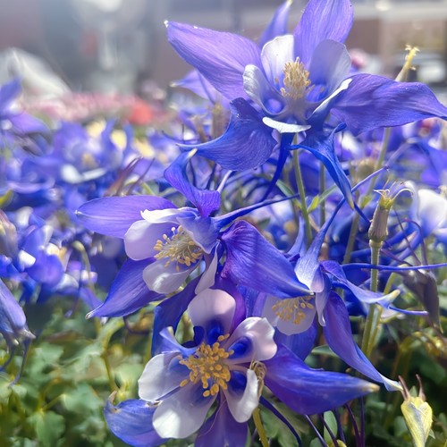 深山花奴耧斗菜花卉庭院阳台多年