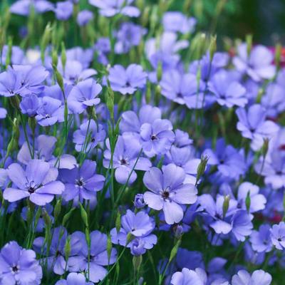 深山花奴 盆苗 中国石竹小花麦仙翁耐寒爆花盆栽小花阳台庭院花境