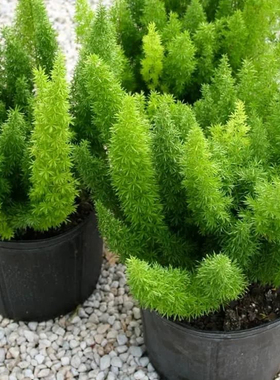 狐尾天门冬盆栽绿植阳台庭院多年生常绿室内花卉植物耐阴趣味绿植