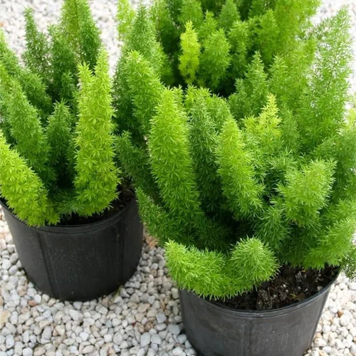 狐尾天门冬盆栽绿植阳台庭院多年生常绿室内花卉植物耐阴趣味绿植