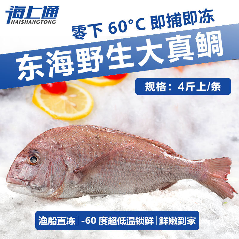 东海大真鲷加吉鱼大头鱼8斤左右海鲜鱼海鱼鲷鱼海补船冻鲜