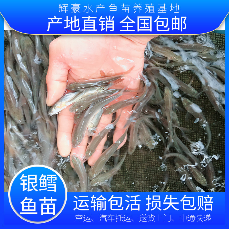 银雪鱼鱼苗价格 银雪鱼鱼苗图片 星期三