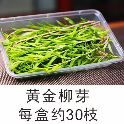 柳芽新鲜黄金柳芽 酒店西餐日料烘焙花草摆盘装饰点缀30支