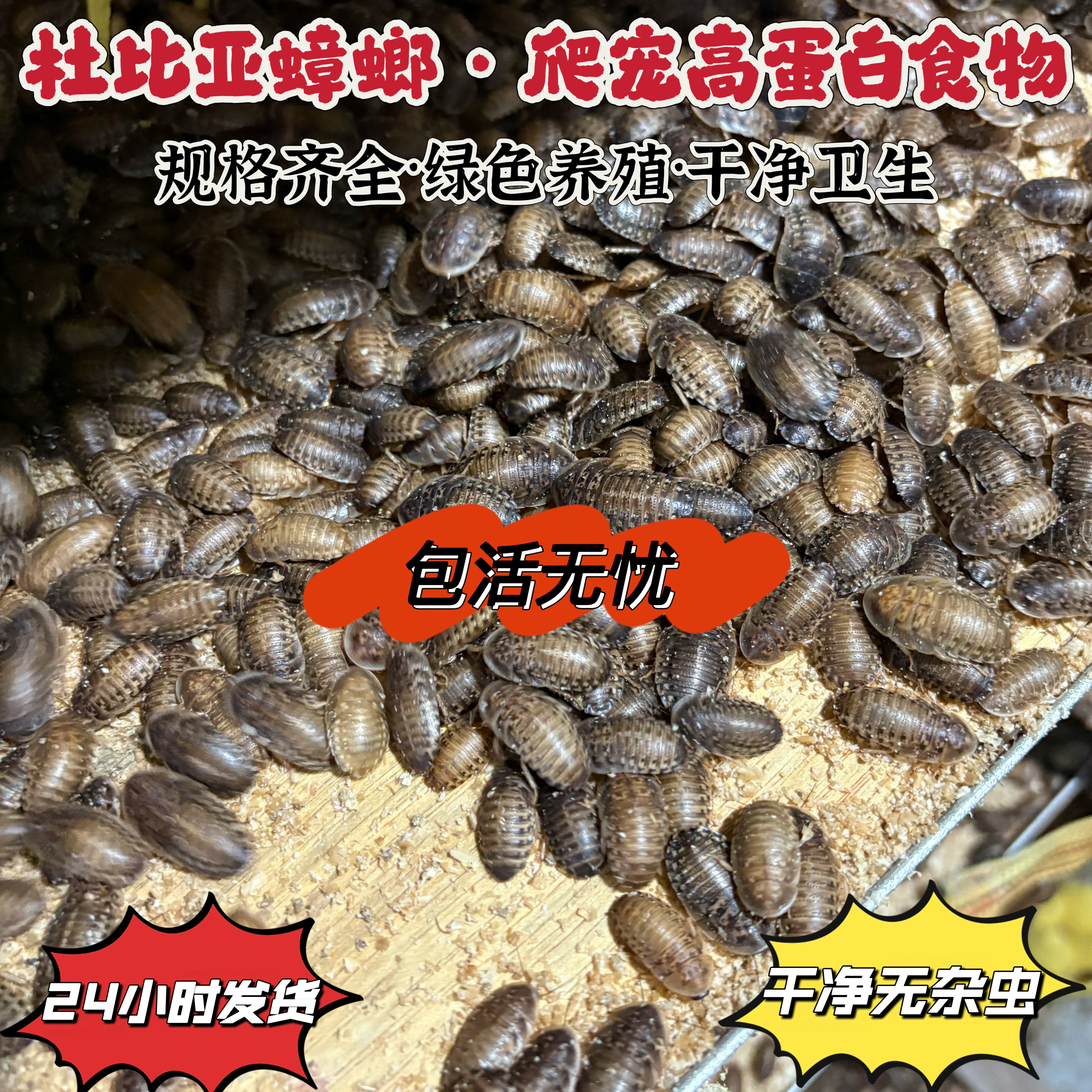 杜比亚蟑螂饲料批发诱饵蛋白营养鬃狮蜥蜴龙鱼守宫蜘蛛画眉鸟乌龟