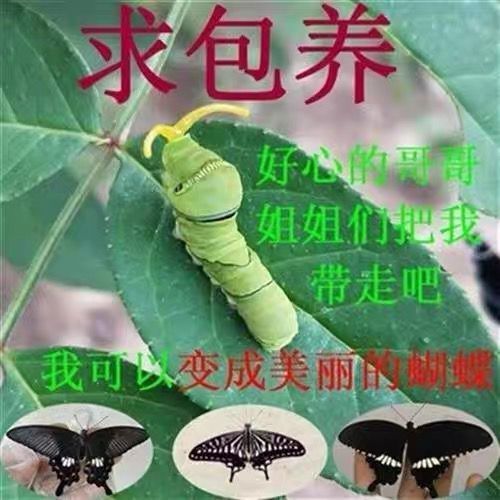 活体蝴蝶幼虫蚕宝宝玉带科普教育