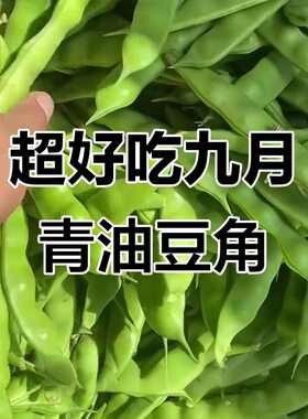 东北九月青油豆角新鲜蔬菜农家自种现摘现发老品种宽纯面油豆角