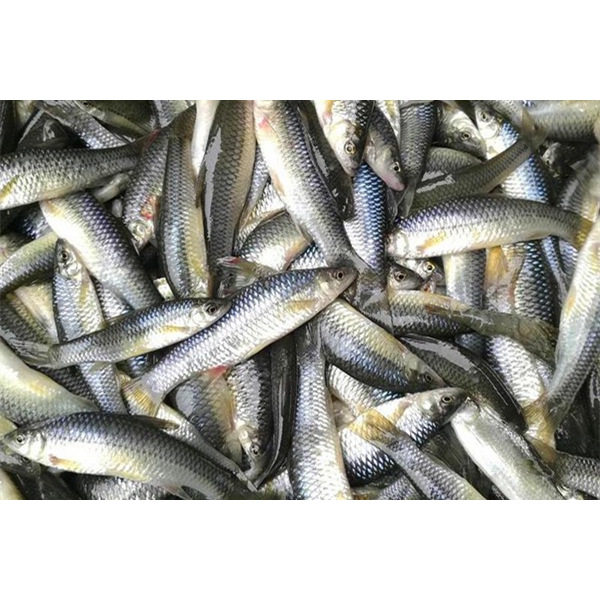 东北野生麦穗鱼小黄鱼山根鱼绿豪根趴地虎鱼新鲜速冻野生酱炖杂鱼