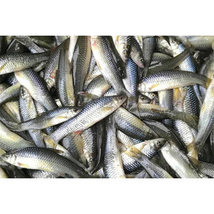 东北野生麦穗鱼小黄鱼山根鱼绿豪根趴地虎鱼新鲜速冻野生酱炖杂鱼