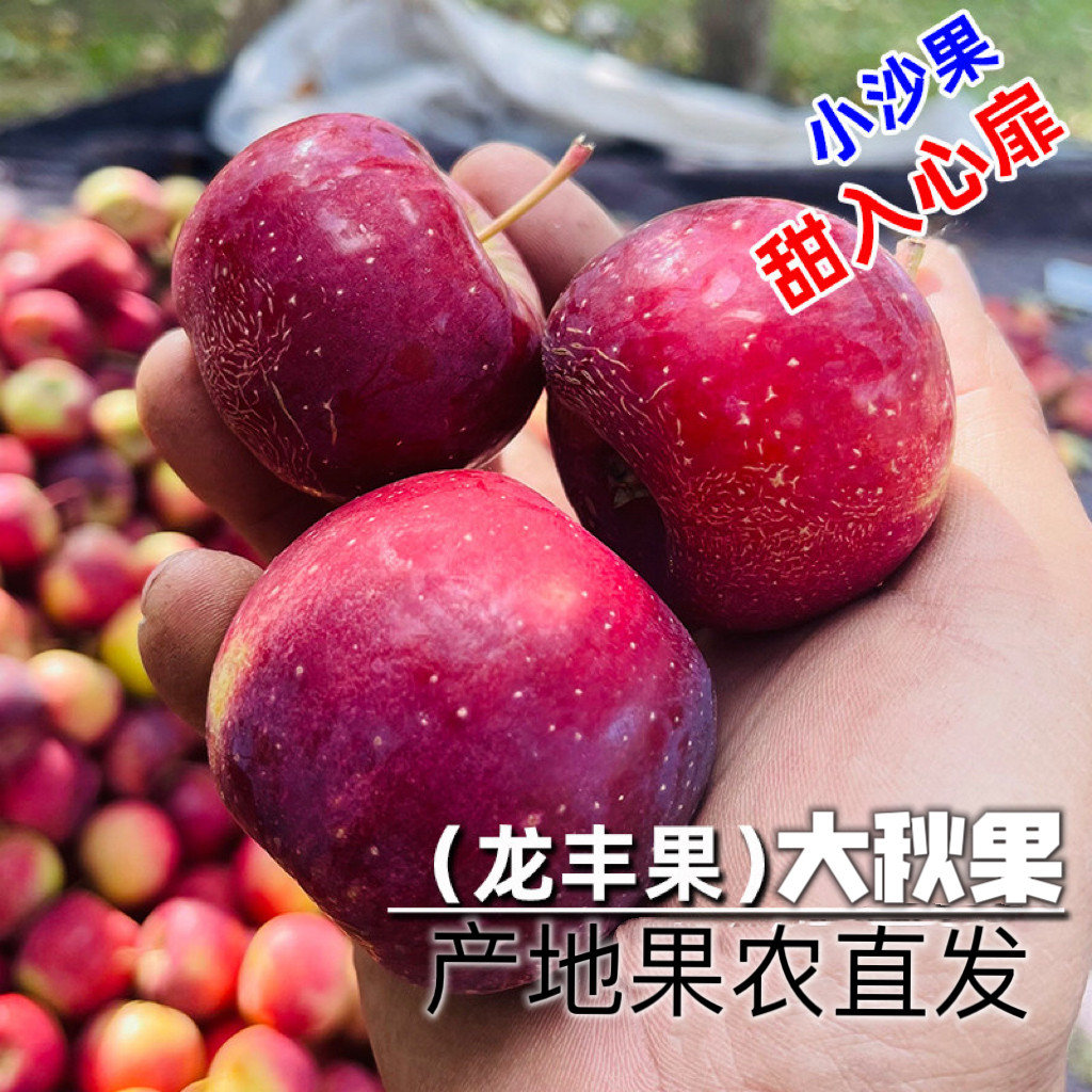 东北特产龙丰果正宗大秋果沙果酸甜脆小苹果孕妇水果非海棠果包邮