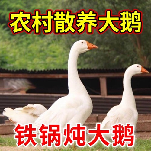 新鲜大白鹅东北农家散养大鹅生鲜整只铁锅炖土鹅冷冻现杀笨鹅批发