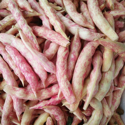 东北黄豆角油豆角新鲜黄金勾豆角东北农家院绿色种植