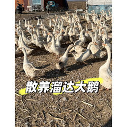 东北农村散养大白鹅依安大鹅现杀现卖冷冻发货喂养整只铁锅大鹅