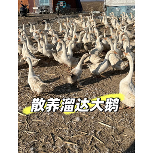 东北农村散养大白鹅依安大鹅现杀现卖冷冻发货喂养整只铁锅大鹅