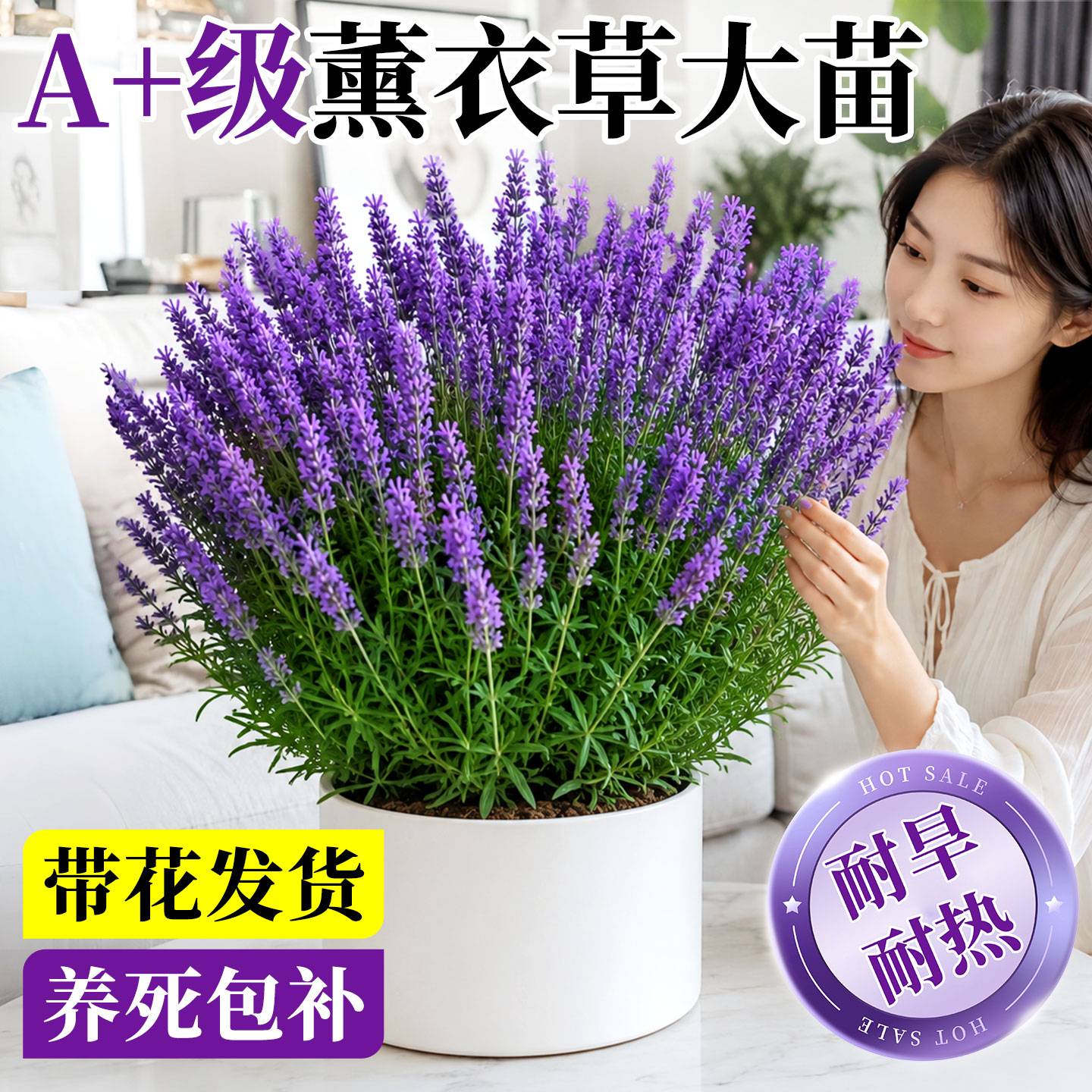 薰衣草植物盆栽室内桌面阳台香草浓香型绿植花卉助眠花苗观赏好养