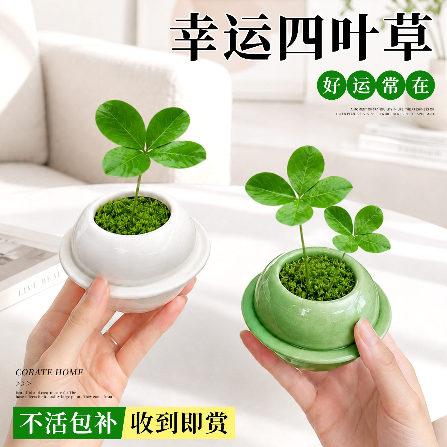 幸运四叶草植物盆栽墨西哥巴西铁绿植花卉盆景办公室内桌面好养活