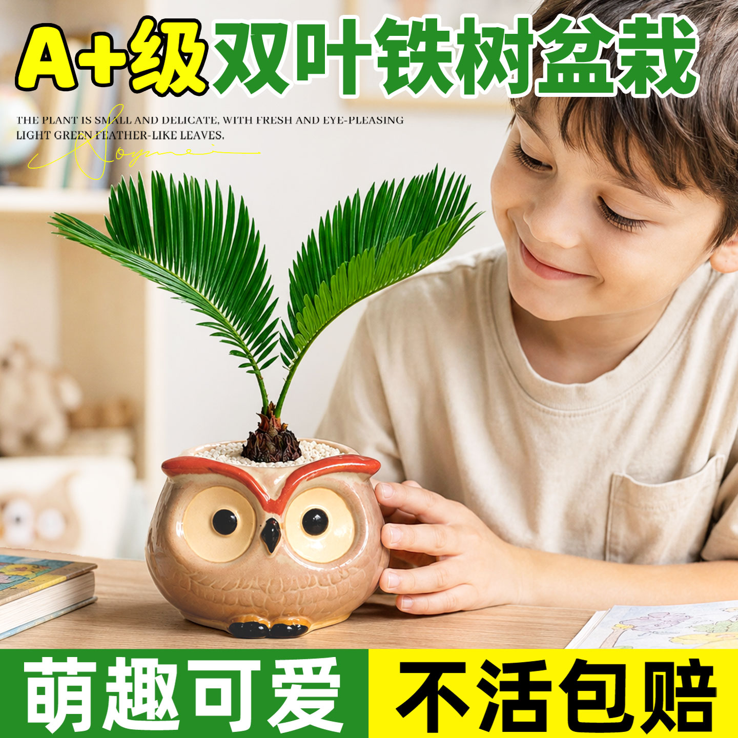 双叶小铁树宝宝室内桌面儿童幼儿园小朋友绿植物盆栽好养精致送礼