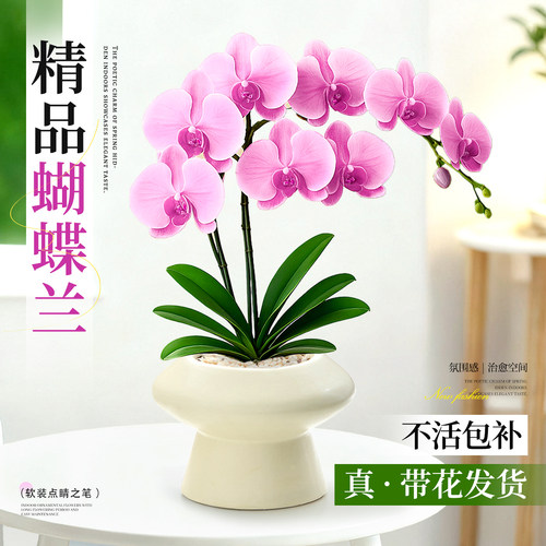 华丽蝴蝶兰耐阴花期长