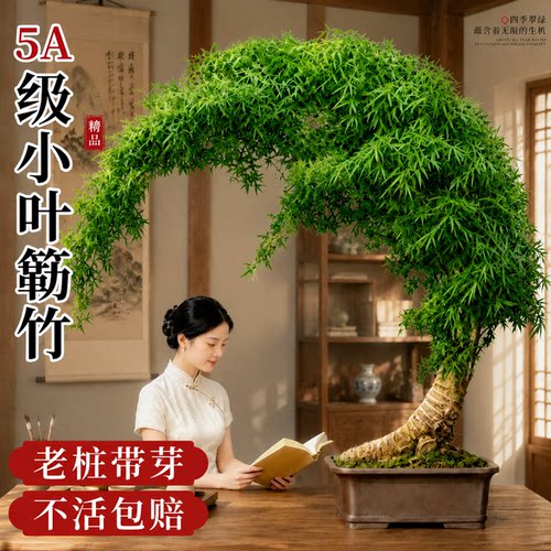 小叶簕竹老桩带根禅意盆景