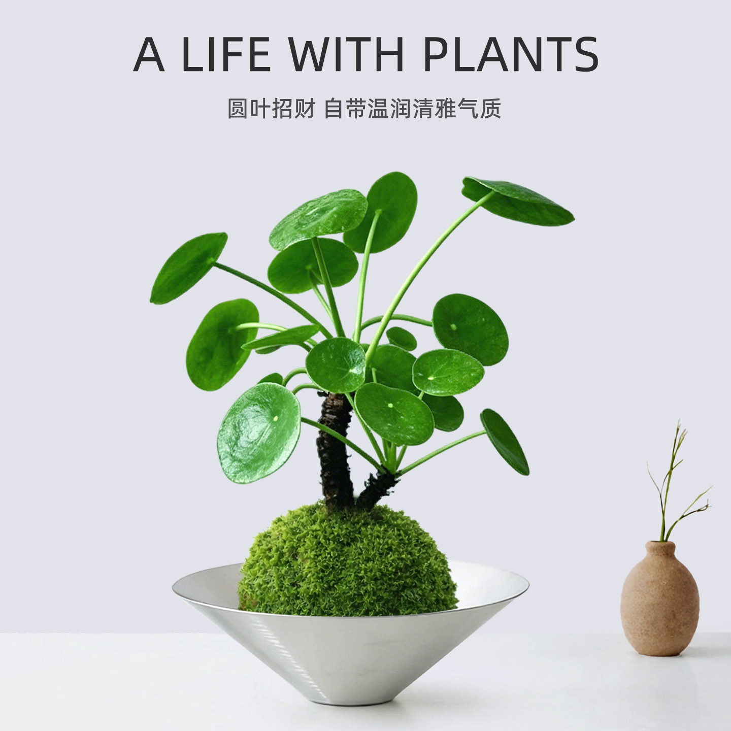 镜面草水培植物盆景苔藓球水养绿植盆栽办公桌面客厅摆件圆叶招财