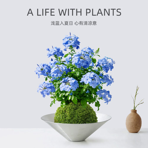 超级好看的蓝雪花苔藓球植物盆栽