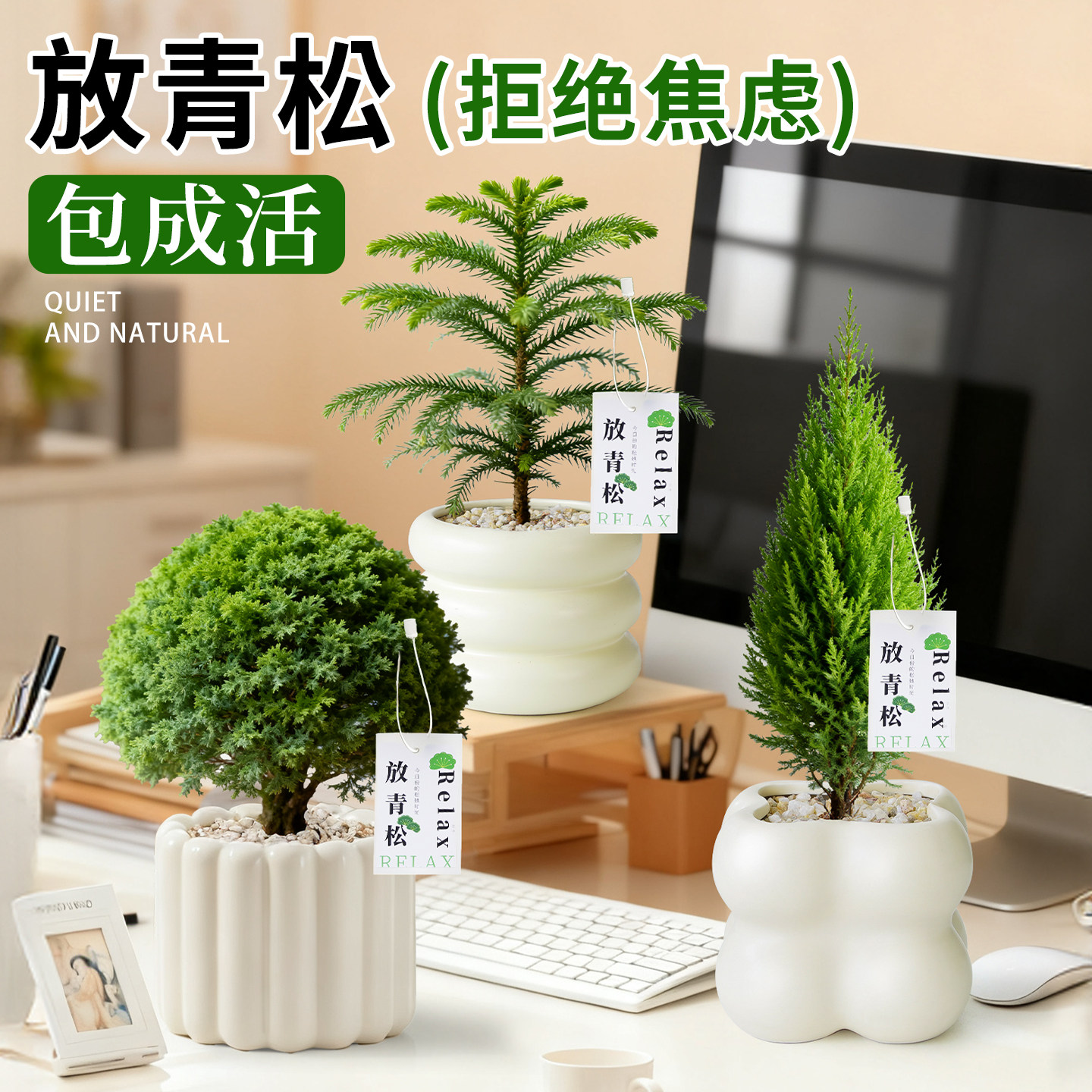 放青松绿植雾凇小盆栽办公室内植