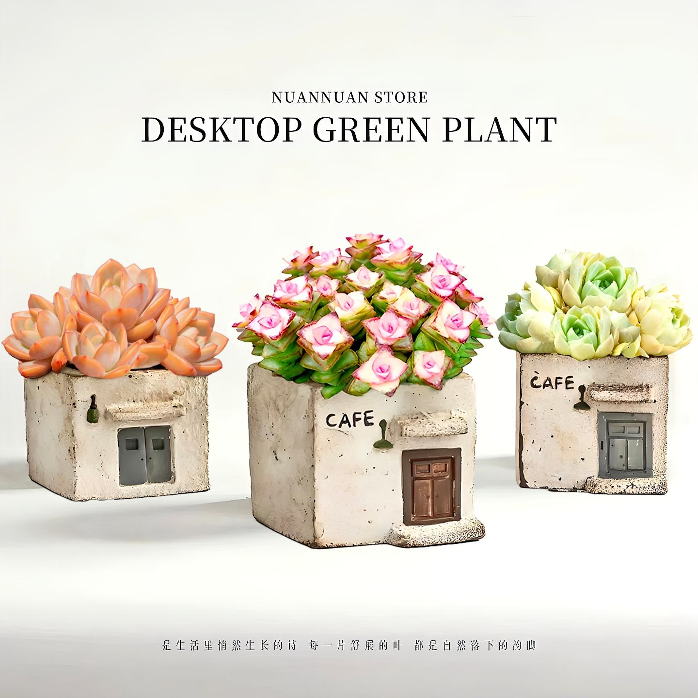 解压治愈∣钱串子多肉花盆栽