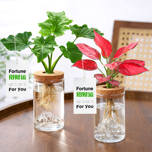 水培植物小盆栽净化空气绿萝春羽招财旺宅办公室桌面绿植室内好养