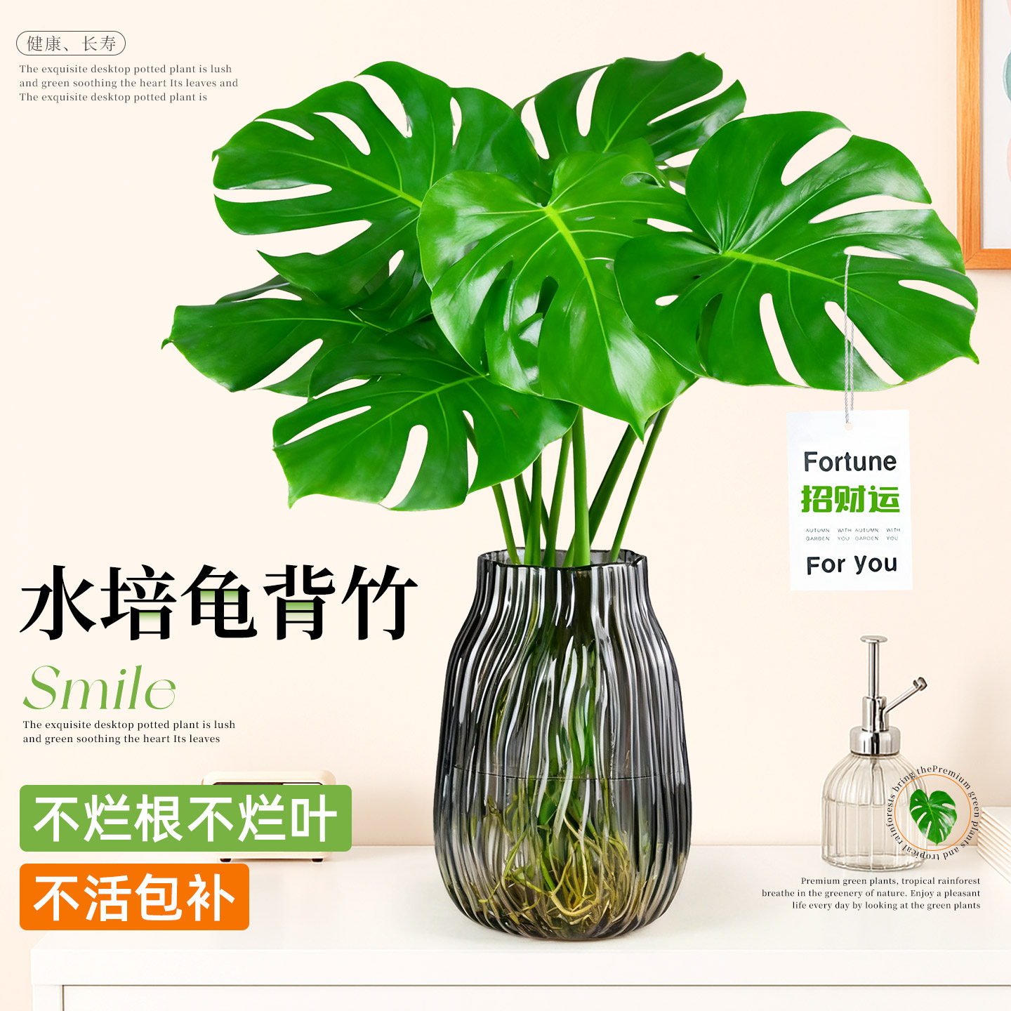 开背大叶龟背竹老桩盆栽