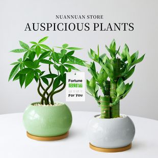 五福发财树盆栽富贵竹招财办公室内桌面绿植物客厅净化空气四季青