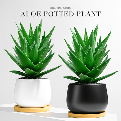 增添室内高级感！芦荟绿植