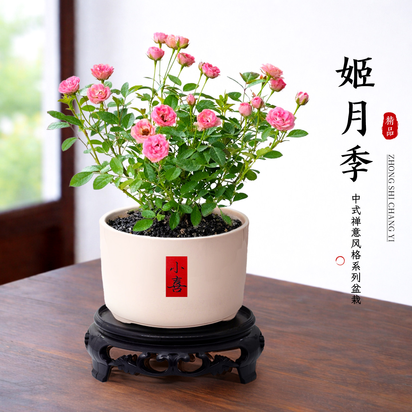 姬月季小盆栽超微须惠姬带花苞苔藓球办公室桌面绿植室内植物好养