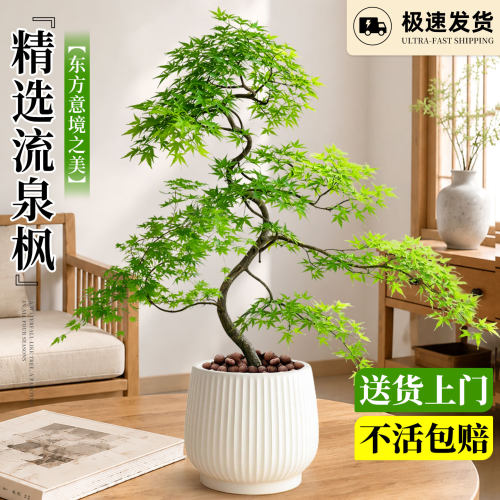 流泉枫造型老桩大型盆栽四季常青