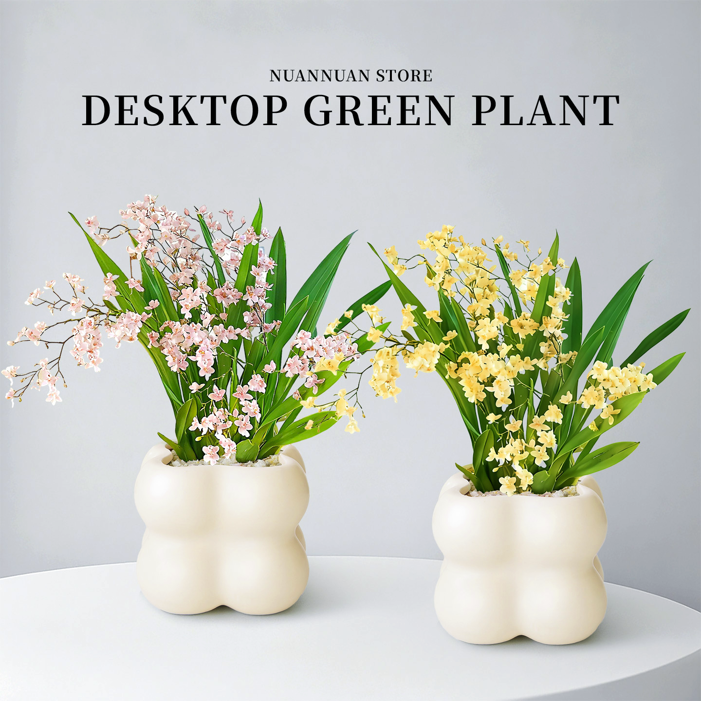 让整个屋子充满香气的文心兰盆栽